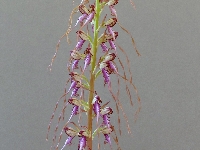 Himantoglossum jankae